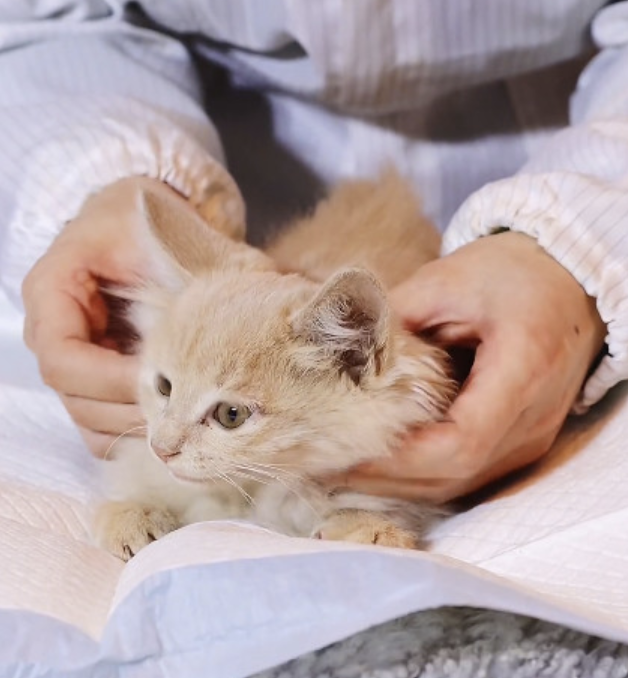 猫除跳蚤用什么药，猫除跳蚤最有效的办法-阿喵笔记分享